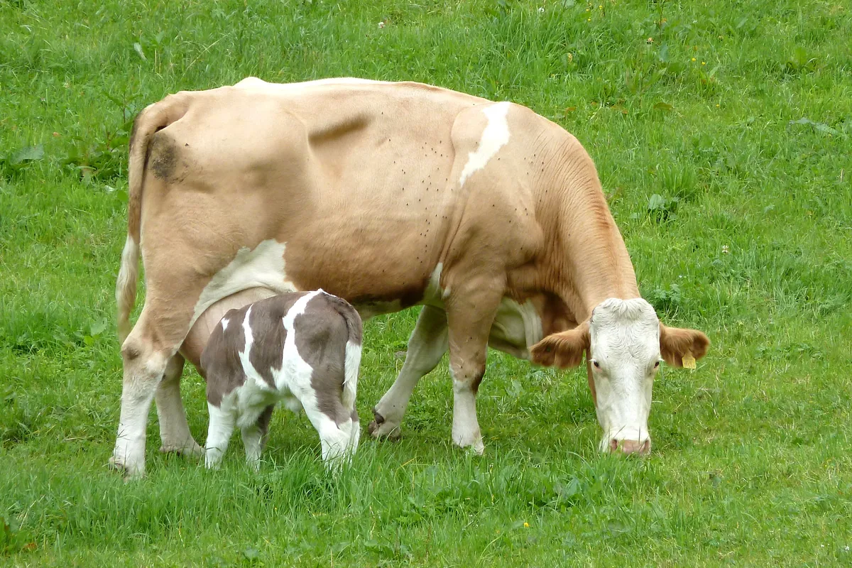 een almhut in de bergen tijdens een vakantie in Oostenrijk – Wijn en Most: De Vloeibare Schatten van Steiermark